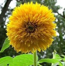 Yellow Bear SunFlower seeds for Planting - Fragrant Blossoms, Heirloom & GMO Free Seeds for Home Garden
Sale for planting in home garden.