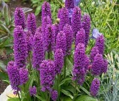 Majalis Flower seeds for Planting Easy to Grow Heirloom & GMO Free Seeds for Home Garden
Sale for planting in home garden