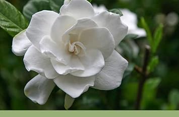 Gardenia Jasminoides Flower seeds for Planting - Cottage Garden Essential, Heirloom & GMO Free Seeds for Home Garden
Sale for planting in home garden.