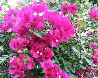 Bougainvillea Flower seeds for Planting Shade Tolerant Heirloom & GMO Free Seeds for Home Garden
Sale for planting in home garden