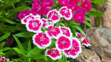 Pink White Dianthus Flower seeds for Planting - Hardy Variety, Heirloom & GMO Free Seeds for Home Garden
Sale for planting in home garden.