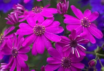Purple Florists Cineraria Flower seeds for Planting - Low Maintenance, Heirloom & GMO Free Seeds for Home Garden
Sale for planting in home garden.
