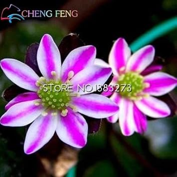 Pink White Hepatica Flower seeds for Planting - Hardy Variety, Heirloom & GMO Free Seeds for Home Garden
Sale for planting in home garden