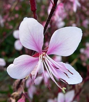 Pink Whirling Flower seeds for Planting - Garden Favorite, Heirloom & GMO Free Seeds for Home Garden
Sale for planting in home garden.