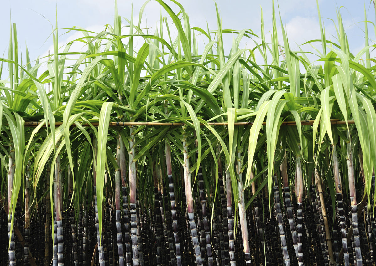 Sugar Cane Plant Seeds