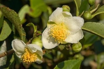 White Camellia Sinensis Flower seeds for Planting - Long Bloom Season, Heirloom & GMO Free Seeds for Home Garden
Sale for planting in home garden