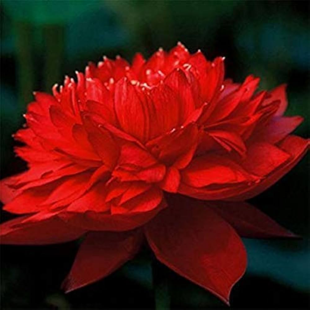 Royal Lotus Seeds (Nelumbo nucifera ‘Royal’) – Majestic Aquatic Flower for Garden Ponds