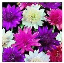 Mixed Xeranthemum Flower seeds for Planting - Drought Tolerant, Heirloom & GMO Free Seeds for Home Garden
Sale for planting in home garden.