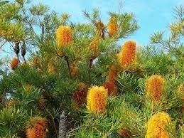 Banksia Flower seeds for Planting Drought Tolerant Heirloom & GMO Free Seeds for Home Garden
Sale for planting in home garden