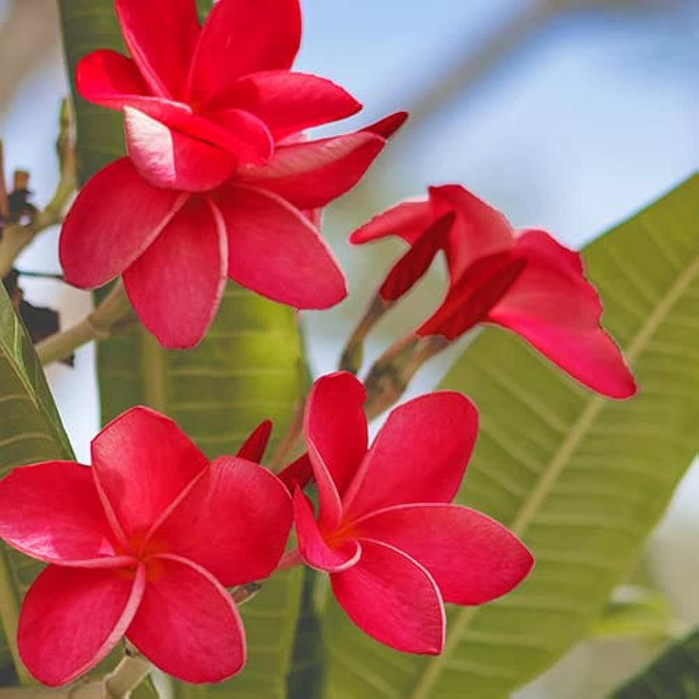 Red Plumeria Flower Seeds