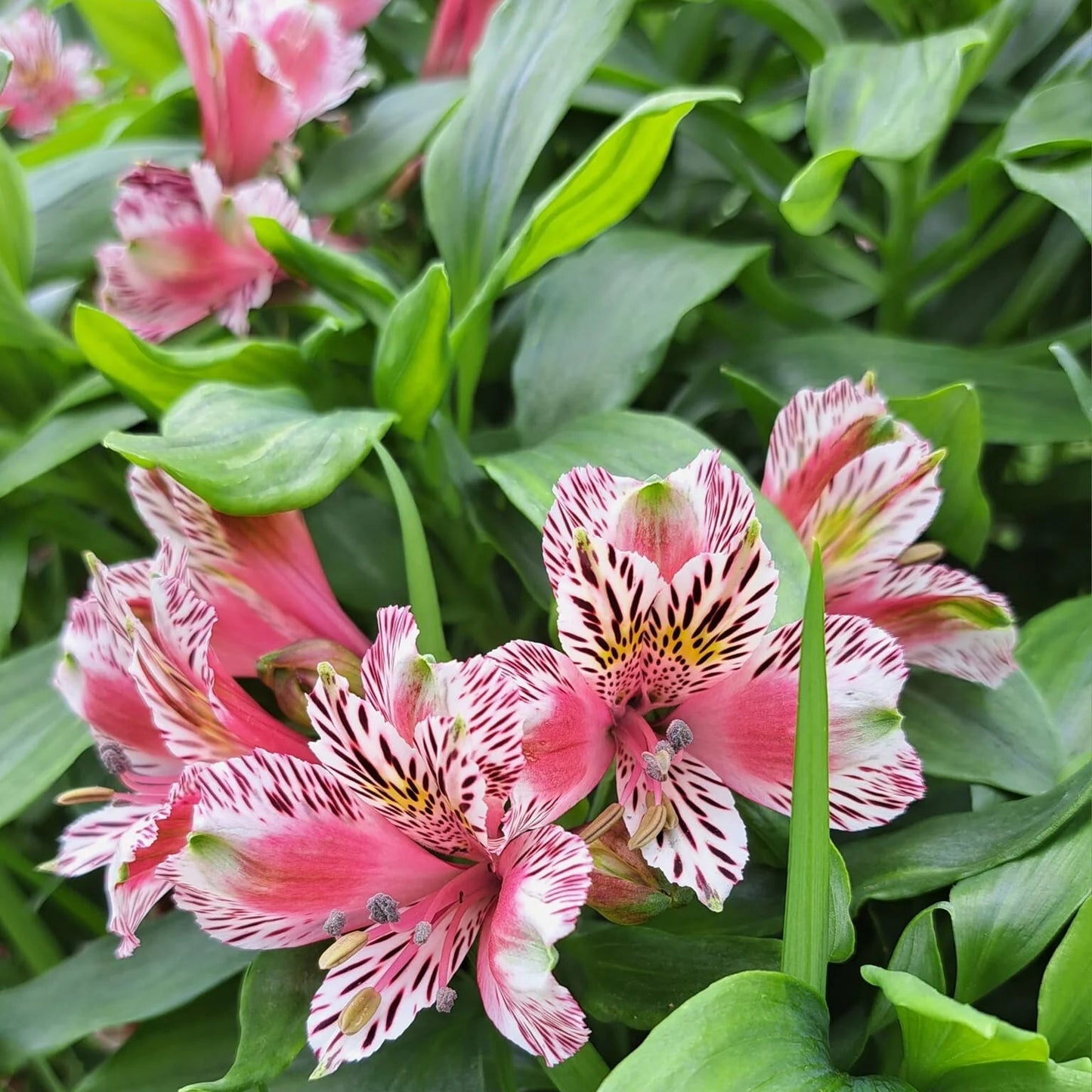Alstroemeria Peruvian Lily Flower Seeds