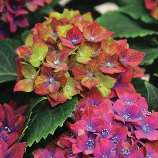 Green Red Hydrangea Flower seeds for Planting - Low Maintenance, Heirloom & GMO Free Seeds for Home Garden
Sale seeds for planting in home garden