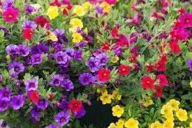 Calibrachoa Flower seeds for Planting Cut Flower Favorite Heirloom & GMO Free Seeds for Home Garden
Sale for planting in home garden