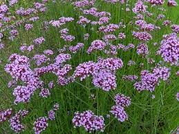 Heirloom Verbena Flower seeds for Planting Low Maintenance Heirloom & GMO Free Seeds for Home Garden
Sale for planting in home garden