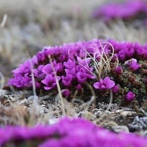Purple Saxifraga Arendsii Flower seeds for Planting - Compact Growth, Heirloom & GMO Free Seeds for Home Garden
Sale for planting in home garden.