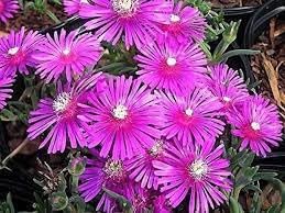 Fuchsia Cooperi Flower seeds for Planting - Pollinator Friendly, Heirloom & GMO Free Seeds for Home Garden
Sale for planting in home garden.