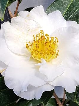 Yellow White Camellia Flower seeds for Planting - Perfect for Borders, Heirloom & GMO Free Seeds for Home Garden
Sale seeds for planting in home garden