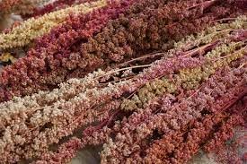 Heirloom Quinoa Flower seeds for Planting Cottage Garden Essential Heirloom & GMO Free Seeds for Home Garden
Sale for planting in home garden