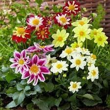 Dahlia Flower seeds for Planting Low Maintenance Heirloom & GMO Free Seeds for Home Garden
Sale for planting in home garden