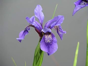 Violet Bulleyana Flower seeds for Planting - Wildflower Mix, Heirloom & GMO Free Seeds for Home Garden
Sale for planting in home garden