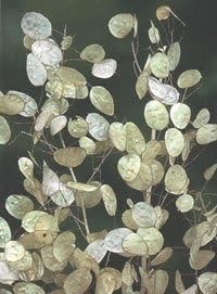 White Lunaria Biennis Flower seeds for Planting - Pollinator Friendly, Heirloom & GMO Free Seeds for Home Garden
Sale for planting in home garden