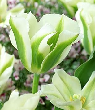 Tulip Green Flower seeds for Planting - Perfect for Borders, Heirloom & GMO Free Seeds for Home Garden
Sale for planting in home garden.