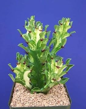 Heirloom Euphorbia Mayurnathanii Flower seeds for Planting Fragrant Blossoms Heirloom & GMO Free Seeds for Home Garden
Sale for planting in home garden