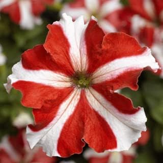 White & Red Petunia Flower seeds for Planting - Easy to Grow, Heirloom & GMO Free Seeds for Home Garden
Sale for planting in home garden