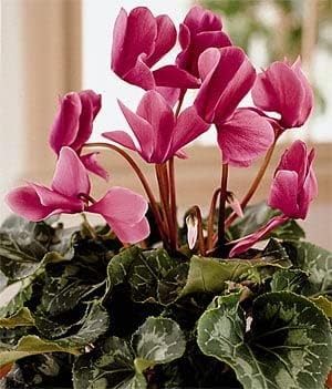 Pink Cyclamen Flower seeds for Planting - Drought Tolerant, Heirloom & GMO Free Seeds for Home Garden
Sale seeds for planting in home garden