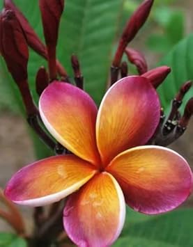 Purple Yellow Frangipani Flower seeds for Planting - Compact Growth, Heirloom & GMO Free Seeds for Home Garden
Sale seeds for planting in home garden