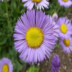 Lavender Erigeron Flower seeds for Planting - Drought Tolerant, Heirloom & GMO Free Seeds for Home Garden
Sale seeds for planting in home garden
