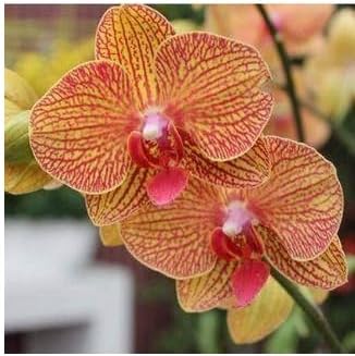 Yellow Red Phalaenopsis Orchid Flower seeds for Planting - Sun Loving, Heirloom & GMO Free Seeds for Home Garden
Sale for planting in home garden