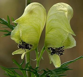 Light Green Aconitum Flower seeds for Planting - Long Bloom Season, Heirloom & GMO Free Seeds for Home Garden
Sale for planting in home garden.