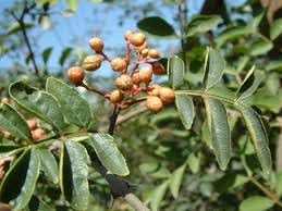 Brown Zanthoxylum Flower seeds for Planting - Wildflower Mix, Heirloom & GMO Free Seeds for Home Garden
Sale for planting in home garden.