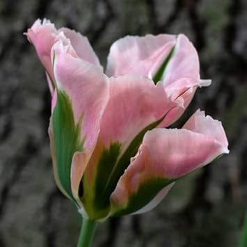 Green Pink Tulip Flower seeds for Planting - Wildflower Mix, Heirloom & GMO Free Seeds for Home Garden
Sale for planting in home garden.