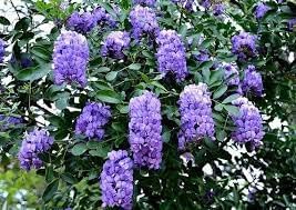 Heirloom Sophora Secundiflora Flower seeds for Planting Compact Growth Heirloom & GMO Free Seeds for Home Garden
Sale for planting in home garden