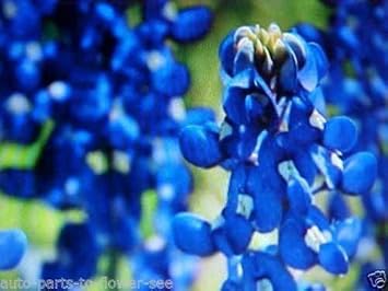 Blue Bonnet Flower seeds for Planting - Cottage Garden Essential, Heirloom & GMO Free Seeds for Home Garden
Sale for planting in home garden.