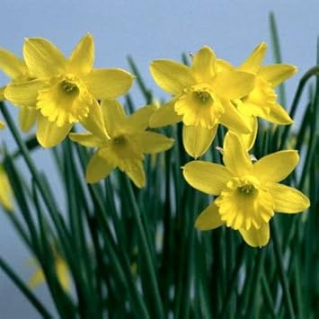 Light Yellow Narcissus Flower seeds for Planting - Perfect for Borders, Heirloom & GMO Free Seeds for Home Garden
Sale seeds for planting in home garden