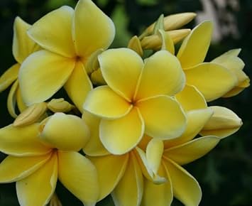 Frangipani Light Yellow Flower seeds for Planting - Easy to Grow, Heirloom & GMO Free Seeds for Home Garden
Sale seeds for planting in home garden