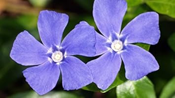 Blue Vinca Periwinkle Flower seeds for Planting - Seasonal Bloomer, Heirloom & GMO Free Seeds for Home Garden
Sale for planting in home garden.