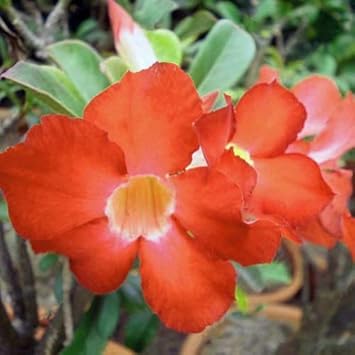 Adenium Obesum Orange Flower seeds for Planting - Pollinator Friendly, Heirloom & GMO Free Seeds for Home Garden
Sale for planting in home garden