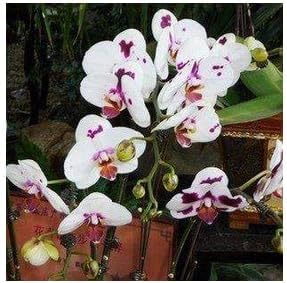White Purple Phalaenopsis Orchid Flower seeds for Planting - Bright Blooms, Heirloom & GMO Free Seeds for Home Garden
Sale for planting in home garden