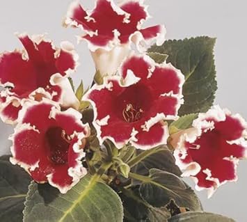 White Maroon Gloxinia Flower seeds for Planting Sun Loving Heirloom & GMO Free Seeds for Home Garden
Sale seeds for home garden planting