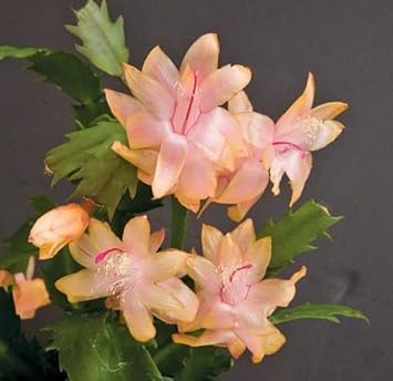 Zygocactus Peach Flower seeds for Planting - Low Maintenance, Heirloom & GMO Free Seeds for Home Garden
Sale for planting in home garden.