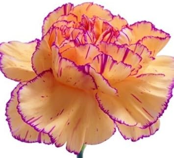 Yellow Purple Carnation Flower Seeds Flower seeds for Planting - Long Bloom Season, Heirloom & GMO Free Seeds for Home Garden
Sale for planting in home garden
