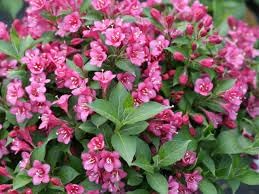 Weigela Florida Flower seeds for Planting Bright Blooms Heirloom & GMO Free Seeds for Home Garden
Sale for planting in home garden