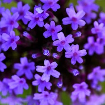 Blue Verbena Flower seeds for Planting - Drought Tolerant, Heirloom & GMO Free Seeds for Home Garden
Sale for planting in home garden
