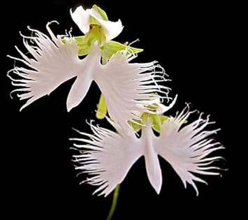 Heirloom Radiata Flower seeds for Planting Premium Quality Heirloom & GMO Free Seeds for Home Garden
Sale for planting in home garden
