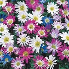 Anemone Blanda Flower seeds for Planting - Fragrant Blossoms, Heirloom & GMO Free Seeds for Home Garden
Sale seeds for planting in home garden