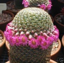 Pink Mammillaria Flower seeds for Planting - Garden Favorite, Heirloom & GMO Free Seeds for Home Garden
Sale for planting in home garden